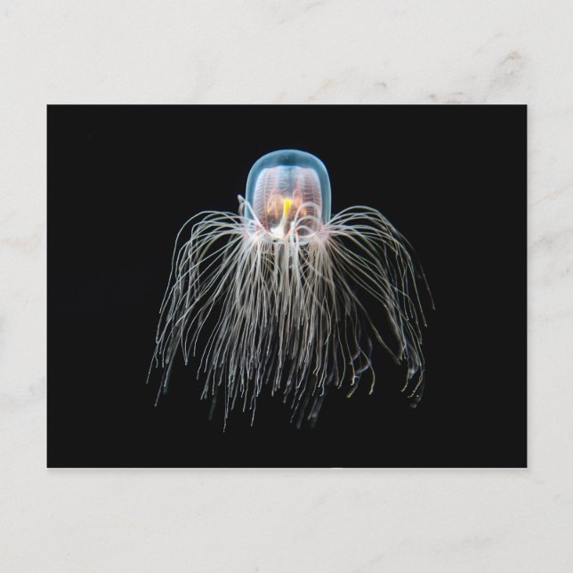 Jellyfish (turritopsis nutricula) postcard (Front)