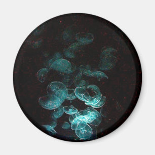 jellyfish under blacklight magnet