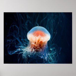 Jellyfish Underwater - Dark Glow Poster