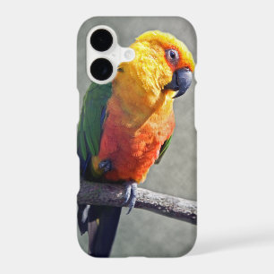 Jenday Conure iPhone 11 Case