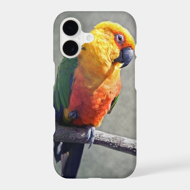 Jenday Conure iPhone 11 Case (Back)