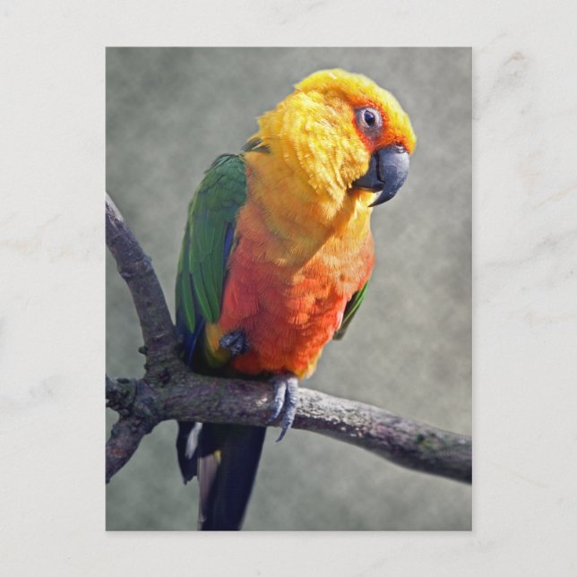 Jenday Conure Postcard (Front)