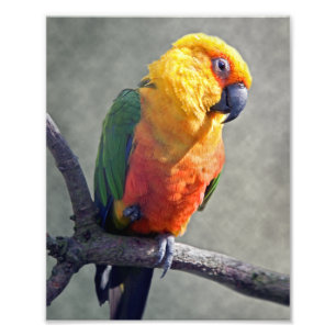 Jenday Conure Print