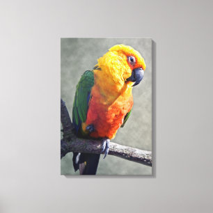 Jenday Conure Wrapped Canvas