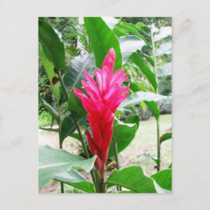Jengibre rojo (red ginger) postcard