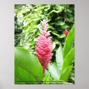 Jengibre rosado (pink ginger) poster