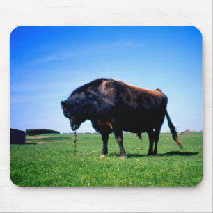 Jersey bull in Jersey, Channel Islands. Mouse Pad