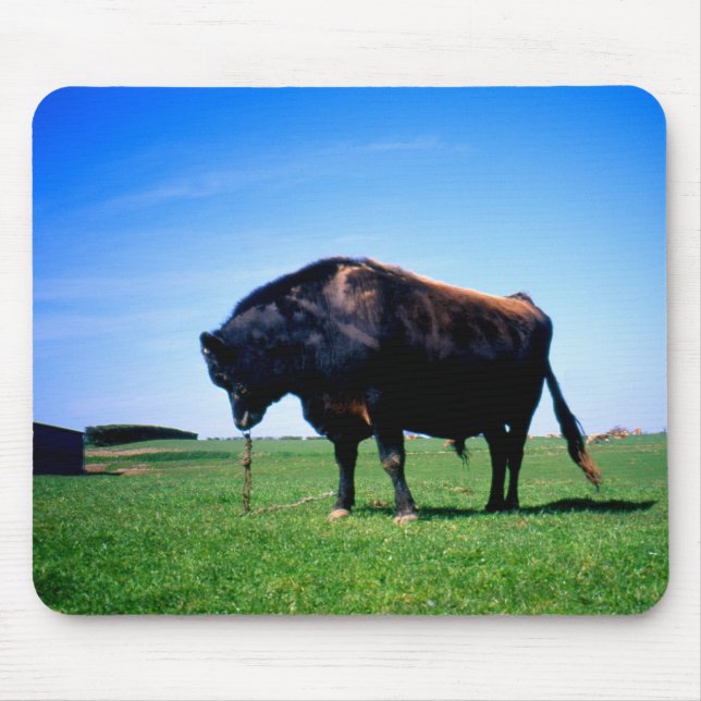 Jersey bull in Jersey, Channel Islands. Mouse Pad (Front)