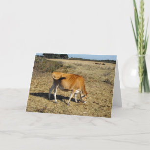 Jersey calf holiday card