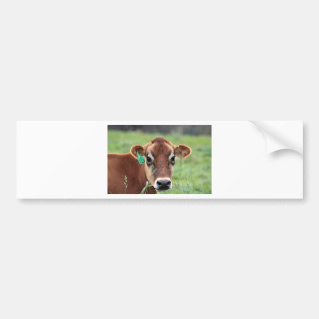 Jersey Cow Bumper Sticker (Front)
