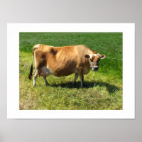 Jersey cow in Jersey Channel Islands