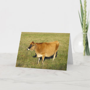 Jersey cow in St John Holiday Card