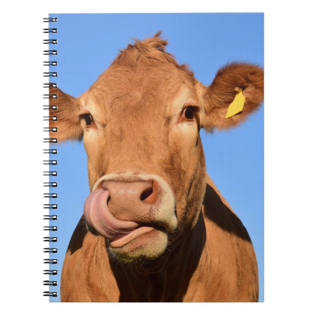 Jersey Cow Licking its Nose Spiral Notebook (Front)