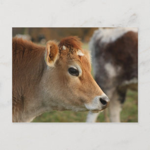 Jersey Cow Postcard