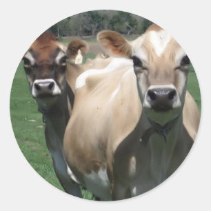 Jersey cows classic round sticker