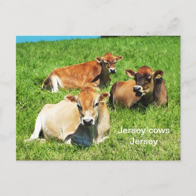 Jersey cows farm animals postcard (Front)