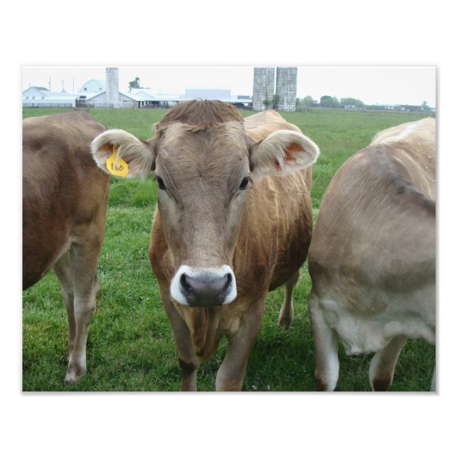 Jersey Cows in Ohio Rural Landscape Photo Print (Front)