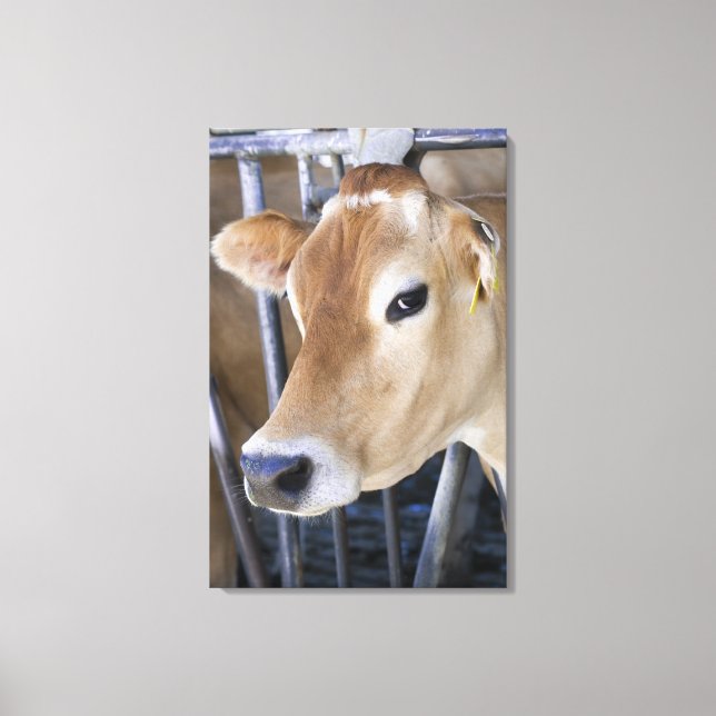 Jersey dairy cow with head in head lock. canvas print (Front)