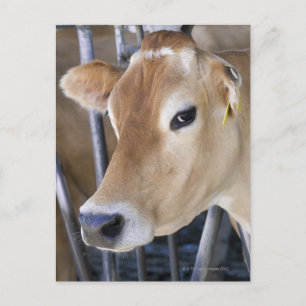 Jersey dairy cow with head in head lock. postcard