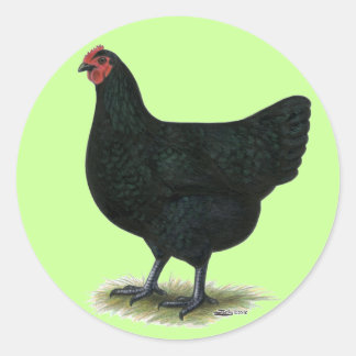 Jersey Giant: Black Hen Classic Round Sticker