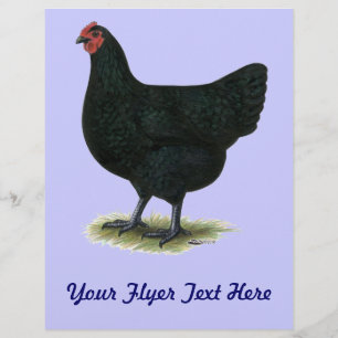 Jersey Giant:  Black Hen Flyer