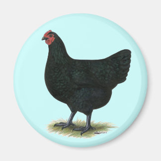 Jersey Giant:  Black Hen Magnet
