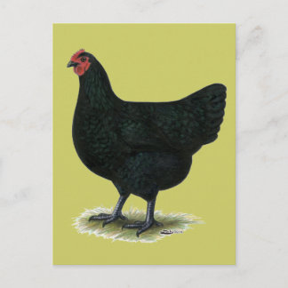 Jersey Giant: Black Hen Postcard