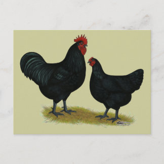 Jersey Giant Chickens Postcard