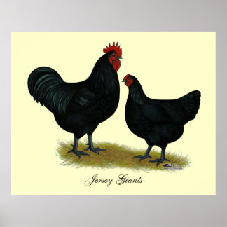 Jersey Giant Chickens Poster