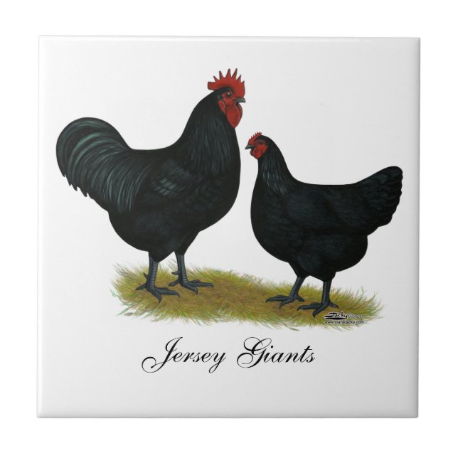 Jersey Giant Chickens Tile (Front)
