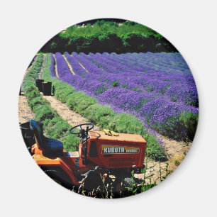 Jersey lavender farm, Jersey Channel Islands, Engl Magnet