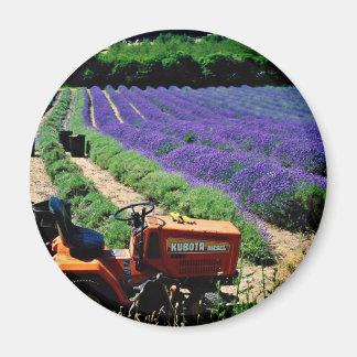 Jersey lavender farm, Jersey Channel Islands, Engl Magnet