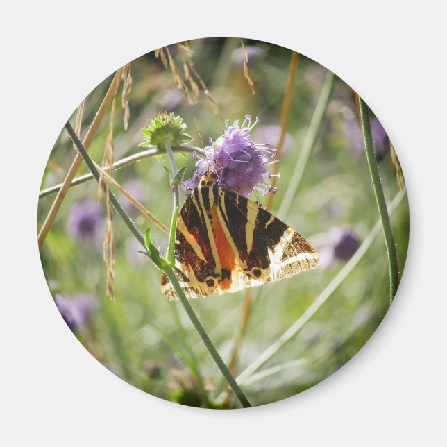 Jersey Tiger Moth Magnet (Front)