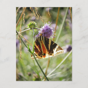 Jersey Tiger Moth Magnet Postcard