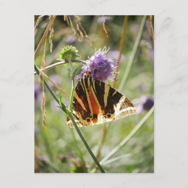 Jersey Tiger Moth Magnet Postcard (Front)