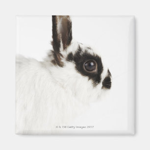 Jersey Wooly Rabbit Magnet