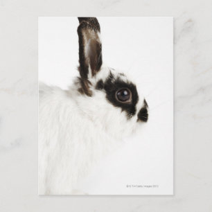 Jersey Wooly Rabbit Postcard