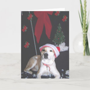 jerzy's-second-christmas holiday card