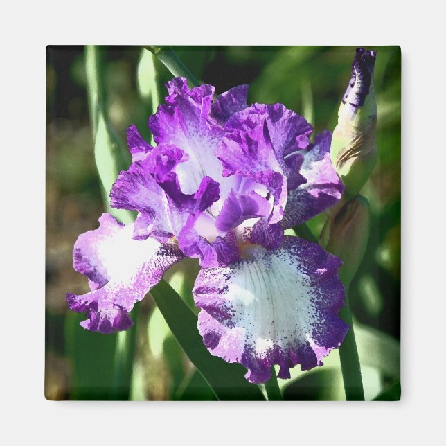 Jessie's Song Magnet (Front)