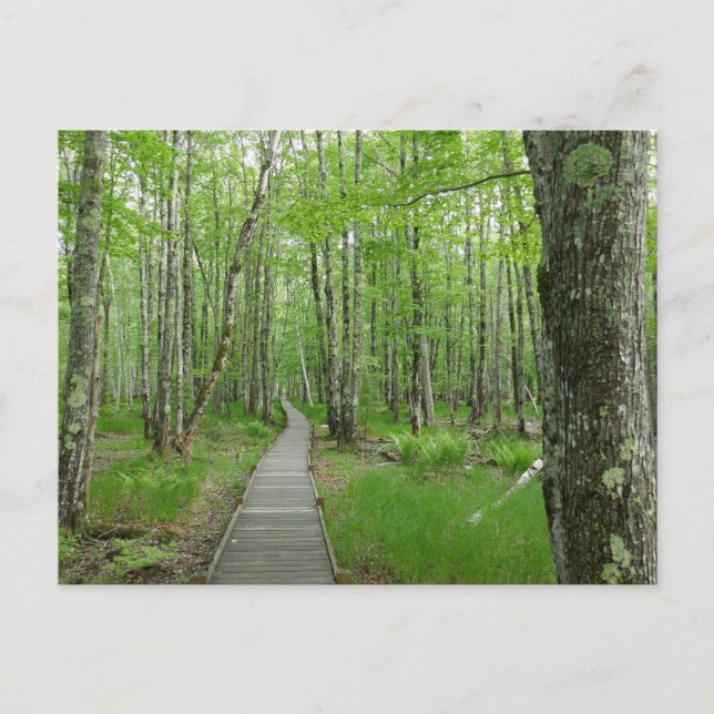 Jesup Path Boardwalk Trail Postcard (Front)