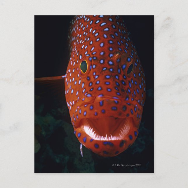 Jewel Grouper, Cephalopholis miniata Postcard (Front)