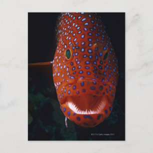 Jewel Grouper, Cephalopholis miniata Postcard