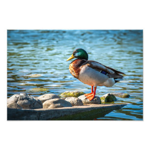 Jewel of the Quiet Shore Photo Print