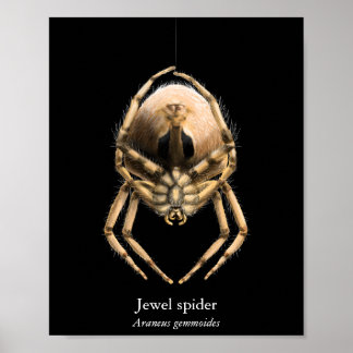 Jewel Spider Poster (Semi-Gloss)