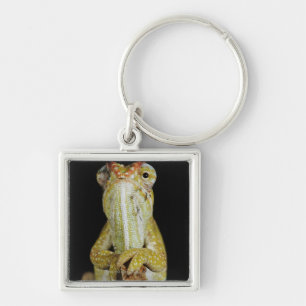Jewelled chameleon, or Campan's chameleon Key Ring