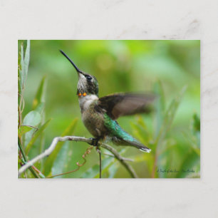 Jewels Adorn Postcard