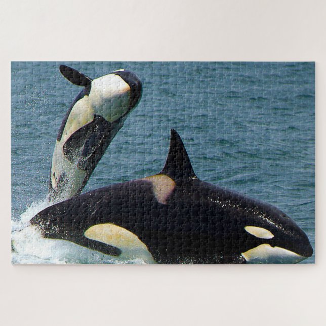 Jigsaws Orcas or Killer Whales Jigsaw Puzzle (Horizontal)