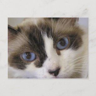 Jillie #2 postcard