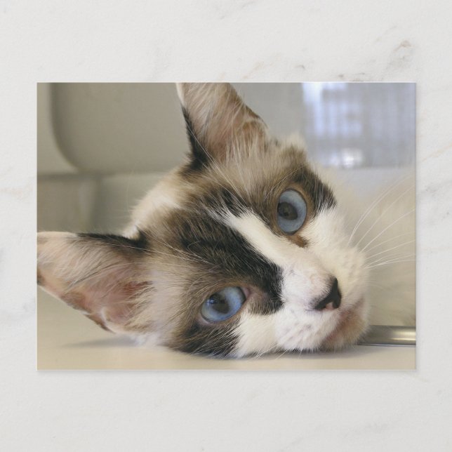 Jillie Postcard (Front)