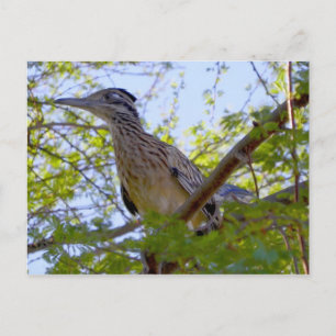 Jim Parker's Dairy Farm Roadrunner Postcard